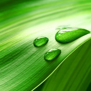 dew drops on green leaf ipad background